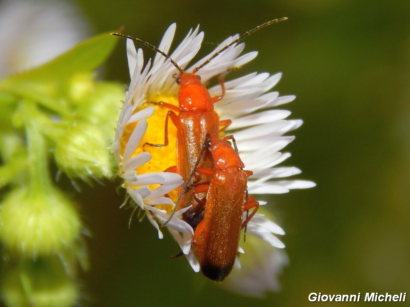 La vita in un fiore (Erigeron annuus)